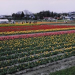 2004-04-09 羽村 根がらみ前水田 チューリップ 花と水のまつり風景