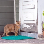 2017-08-13 11;56 弘前 カフェ・ホートン入り口前にいる猫