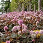 2007-04-22 15-16-17山手の植え込みのヒメツルソバ