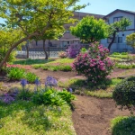 2017-05-05 13;55 花の家 庭に咲くバラなどの花