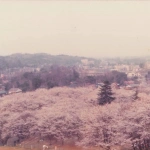 1978-04-01 狭山市桜のある公園