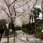 2012-04-10 12-13-54五反田公園の桜並木