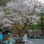 2010-05-04-14-59-23岩泉町 龍泉洞入り口の桜