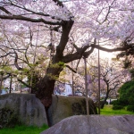 2010-05-05-17-47-02盛岡の石割桜