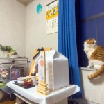 2023-03-25 18;21 実家 おばあちゃんのお骨と猫