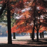 2009-11-28 小金井公園 紅葉する景色2