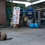 2015-07-05-18-28 松山駅の清掃関係の出入り口の猫たち