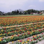 2004-04-09 羽村 根がらみ前水田 チューリップ 花と水のまつり