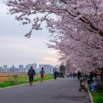 2016-04-03 16-44 六郷土手 桜と道ゆく人