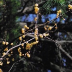 2006-01-30 小金井公園 ロウバイの枝