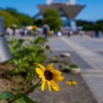 2024-08-12-15;51;05 有明 国際展示場駅前 ひまわりと帰宅する人々 コミックマーケット104