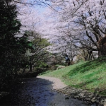 2004-04-01 昭和記念公園 桜と小川