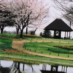 2004-04-01 昭和記念公園 東屋と桜と池