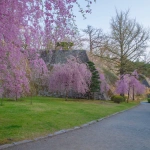 2010-05-05-16-52-21盛岡城跡公園と桜