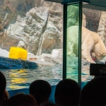 2012-08-18-11-47-39男鹿水族館GAOホッキョクグマを見る人