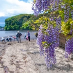 2015-05-04-13;120022三崎口 小網代の森の藤と海