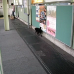 2007-09-22 05-36-26雑色駅のホームと地下通路を通る猫