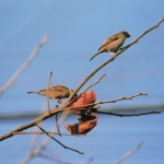 2010-12-01 花の家 柿を食べるスズメたち