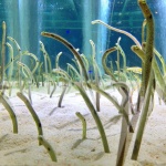 2013-07-14 19-18-13東京スカイツリー すみだ水族館のチンアナゴ