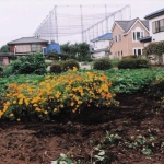 2007-09-01 花の家 母屋と畑とセンジュギク（菊）