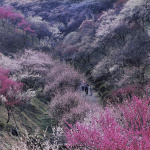 2001-03-21 青梅梅林公園の梅