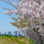 2012-04-08-10-46-10六郷土手 土手と桜と行き交う人