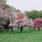 2007-04-01 小金井公園 大小さまざまな桜の木々を遠くから