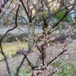 2023-03-03 16;20 梅屋敷 梅屋敷公園 梅 ぶんご