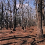 2012-03-08 東村山市 村山貯水池・狭山公園 木々と空