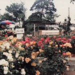 1982-06-01 山形県南陽市 双松公園のバラ園