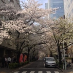 2013-03-28 12-19-54五反田の桜