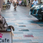 2014-07-20-12-57-23高松 瓦町 ねこカフェ 肉灸の看板猫