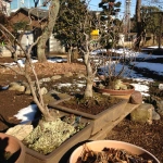 2012-01-25 14-18-42花の家 雪の日の盆栽と東京街道