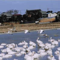 2005-02-04 本埜村 水辺と田園風景とたくさんの白鳥たち