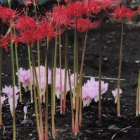 2008-09-15 花の家 彼岸花の下に咲くイヌサフラン