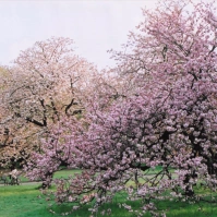 2005-04-21 小金井公園 満開の桜たち