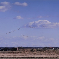 2001-01-06 本埜村 田園風景と白鳥