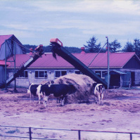 1994-08-05_18 北海道の酪農