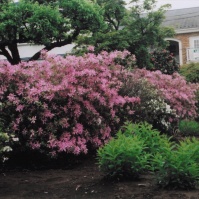 2011-07-03 花の家 ツツジ