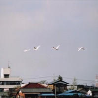 2004-01-06 本埜村 村の上を飛ぶ白鳥たち