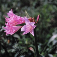 2000-08-01 花の家 アマクリナム