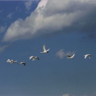 2003-02-14 本埜村 遠くへと飛んでいく白鳥たち