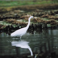 2005-03-17 北山公園 魚を咥え水面に映る 白サギ