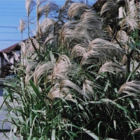 2005-10-01 花の家 ススキと塀