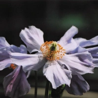 2003-05-18 神代寺植物園 ヒマラヤの青いケシ