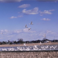 2001-01-06 本埜村 水辺と空の白鳥