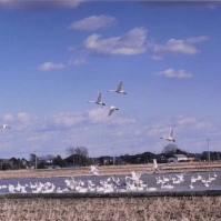 2001-01-06 本埜村 水辺と空の白鳥