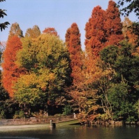 2009-11-23 井の頭公園 紅葉 おじいちゃんのお気に入り2L判アルバム最後の一枚