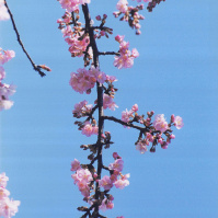 1999-02-23 河津桜