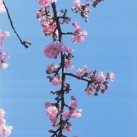 1999-02-23 河津桜